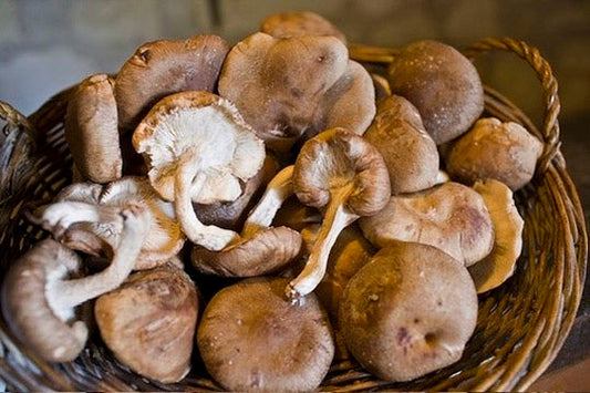 Top 10 foods to naturally enhance our NK cells (natural killer cells)